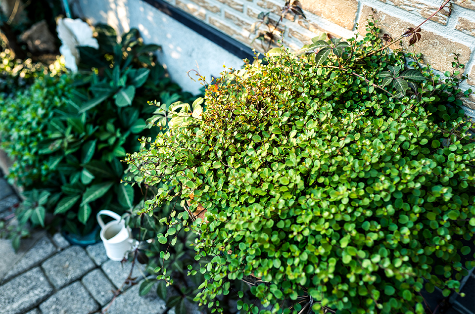 植栽⼯事